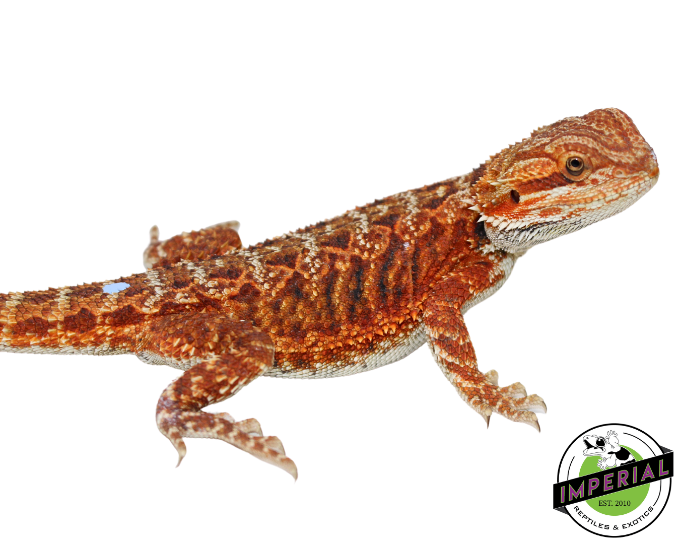 Extreme Red Bearded Dragon for sale, Reptiles for sale, animals for sale, buy reptiles online, reptile supplies for sale