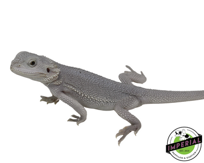 Hypo Zero Bearded Dragon for sale, Reptiles for sale, animals for sale, buy reptiles online, reptile supplies for sale