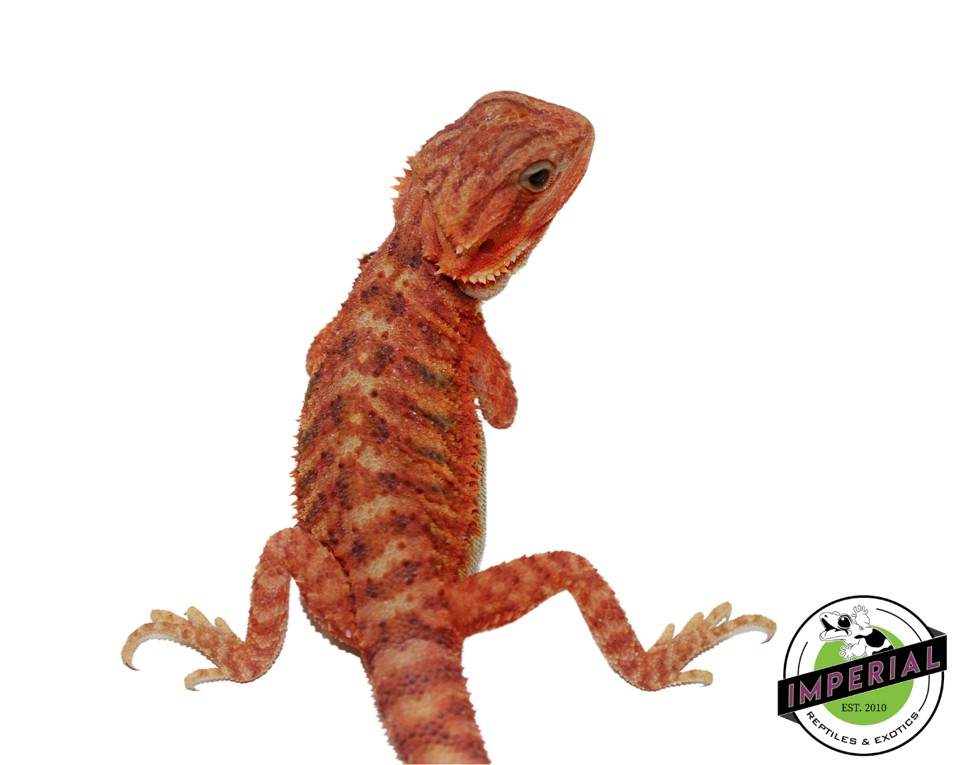 Red Hypo Translucent Bearded Dragon for sale, Reptiles for sale, animals for sale, buy reptiles online, reptile supplies for sale