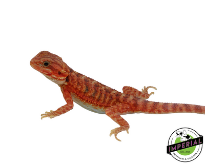 Red Hypo Translucent Bearded Dragon for sale, Reptiles for sale, animals for sale, buy reptiles online, reptile supplies for sale