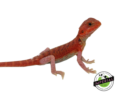 Extreme Red Hypo Translucent Leatherback Bearded Dragon for sale, Reptiles for sale, animals for sale, buy reptiles online, reptile supplies for sale