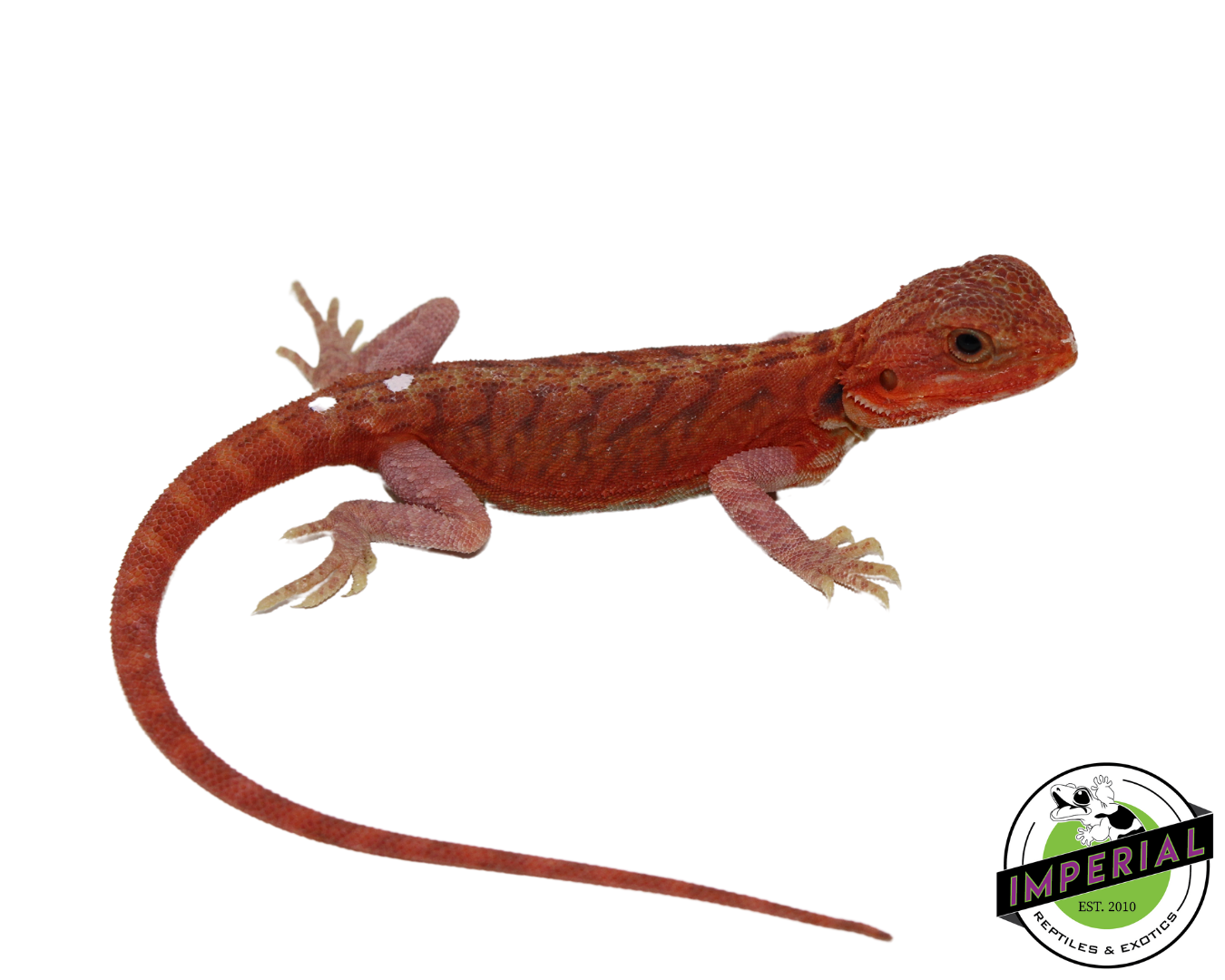 Extreme Red Hypo Translucent Leatherback Bearded Dragon for sale, Reptiles for sale, animals for sale, buy reptiles online, reptile supplies for sale