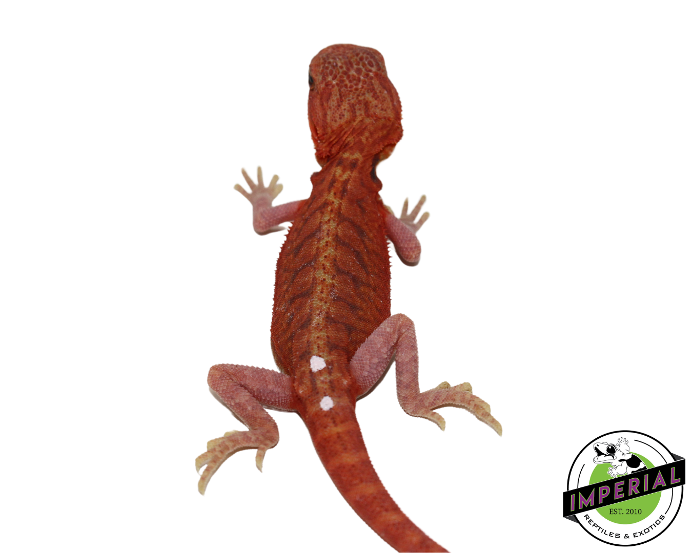 Extreme Red Hypo Translucent Leatherback Bearded Dragon for sale, Reptiles for sale, animals for sale, buy reptiles online, reptile supplies for sale