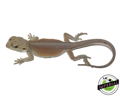 Hi Color Hypo Witblit Bearded Dragon for sale, Reptiles for sale, animals for sale, buy reptiles online, reptile supplies for sale