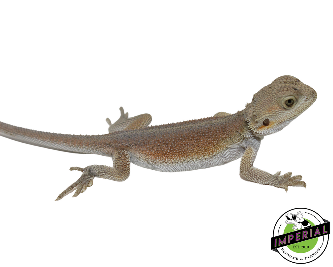 Hypo Witblits Bearded Dragon For Sale - Imperial Reptiles
