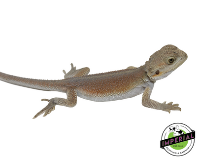 Hi Color Hypo Witblit Bearded Dragon for sale, Reptiles for sale, animals for sale, buy reptiles online, reptile supplies for sale