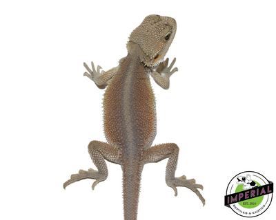 Hi Color Hypo Witblit Bearded Dragon for sale, Reptiles for sale, animals for sale, buy reptiles online, reptile supplies for sale