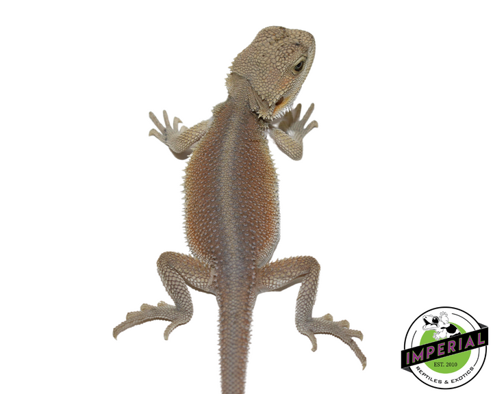 Hypo Witblits Bearded Dragon For Sale - Imperial Reptiles