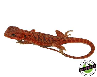 Extreme Red Hypo Translucent Leatherback Bearded Dragon for sale, Reptiles for sale, animals for sale, buy reptiles online, reptile supplies for sale