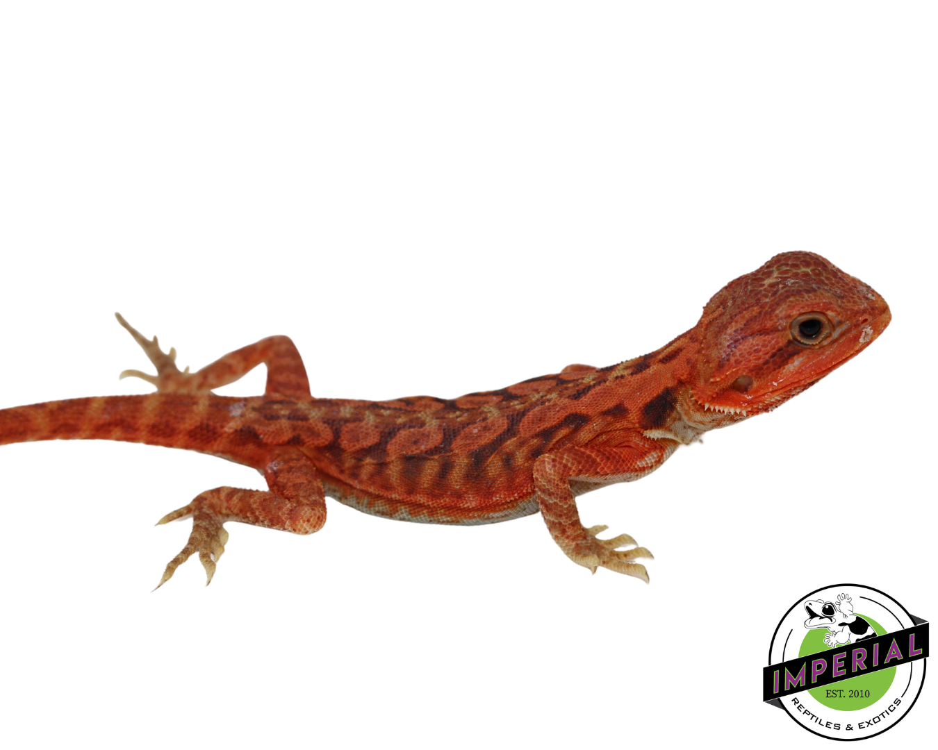 Extreme Red Hypo Translucent Leatherback Bearded Dragon for sale, Reptiles for sale, animals for sale, buy reptiles online, reptile supplies for sale