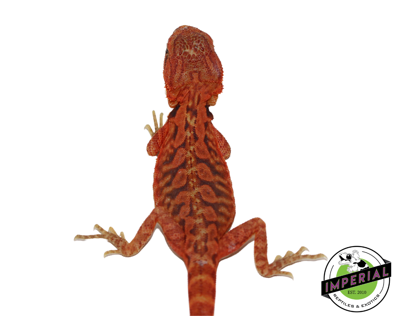 Extreme Red Hypo Translucent Leatherback Bearded Dragon for sale, Reptiles for sale, animals for sale, buy reptiles online, reptile supplies for sale