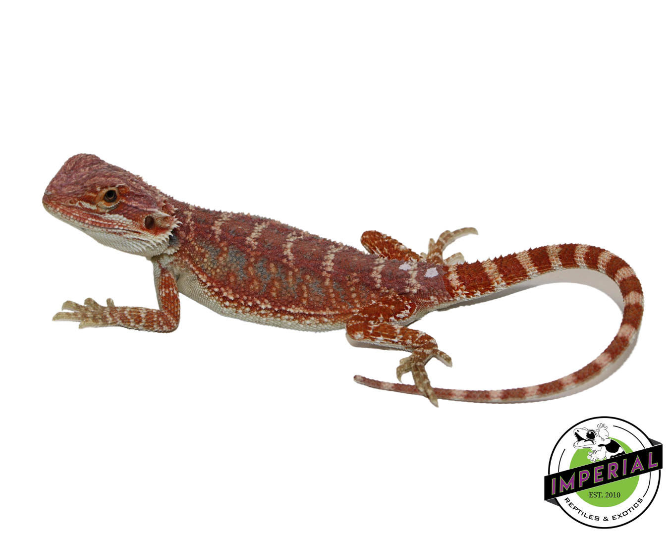 Red Bearded Dragon for sale, Reptiles for sale, animals for sale, buy reptiles online, reptile supplies for sale