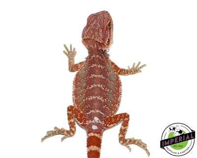 Red Bearded Dragon for sale, Reptiles for sale, animals for sale, buy reptiles online, reptile supplies for sale