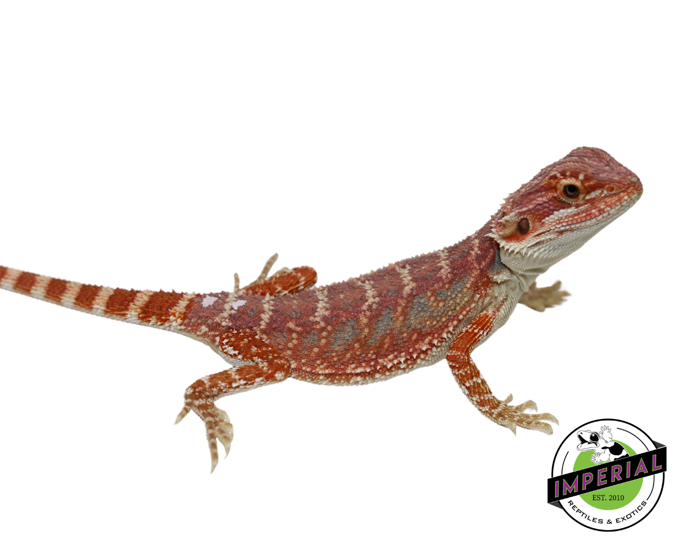 Red Bearded Dragon for sale, Reptiles for sale, animals for sale, buy reptiles online, reptile supplies for sale