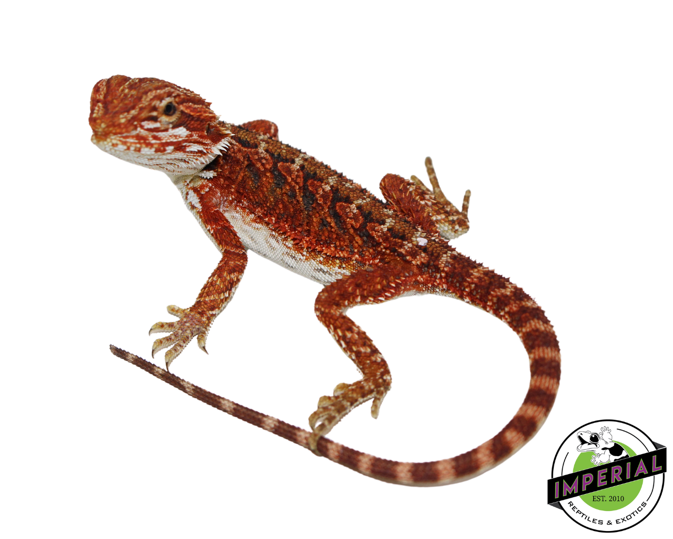 Red Bearded Dragon for sale, Reptiles for sale, animals for sale, buy reptiles online, reptile supplies for sale