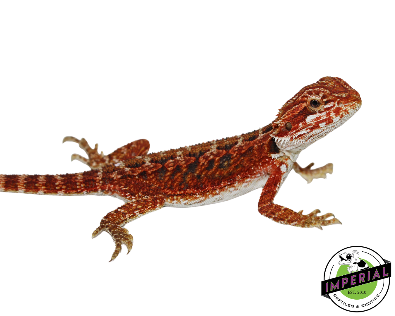 Red Bearded Dragon for sale, Reptiles for sale, animals for sale, buy reptiles online, reptile supplies for sale