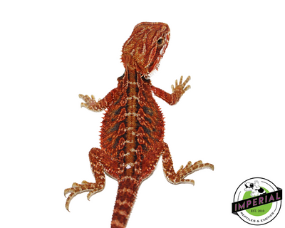 Red Bearded Dragon for sale, Reptiles for sale, animals for sale, buy reptiles online, reptile supplies for sale