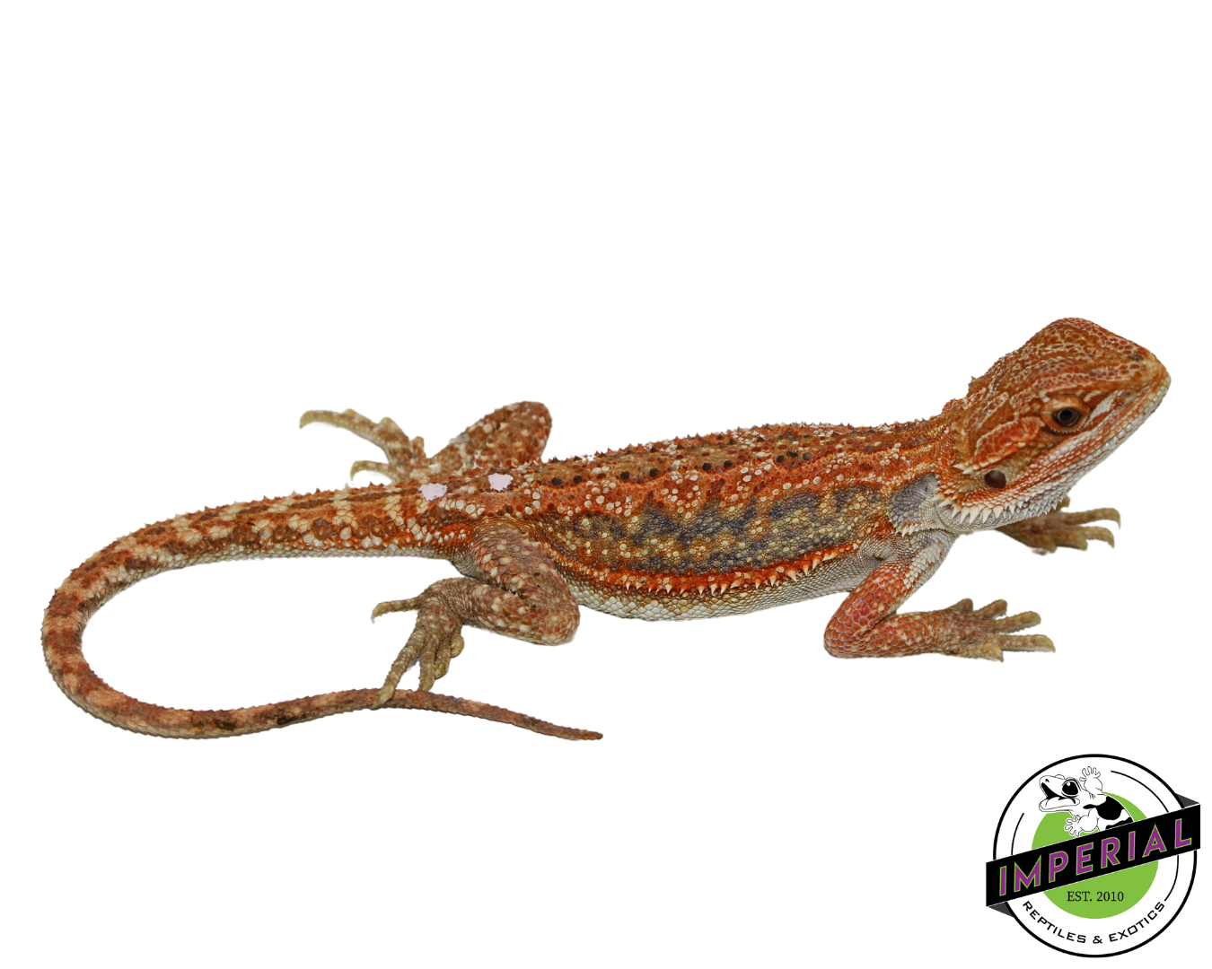 Orange Hypo Bearded Dragon for sale, Reptiles for sale, animals for sale, buy reptiles online, reptile supplies for sale