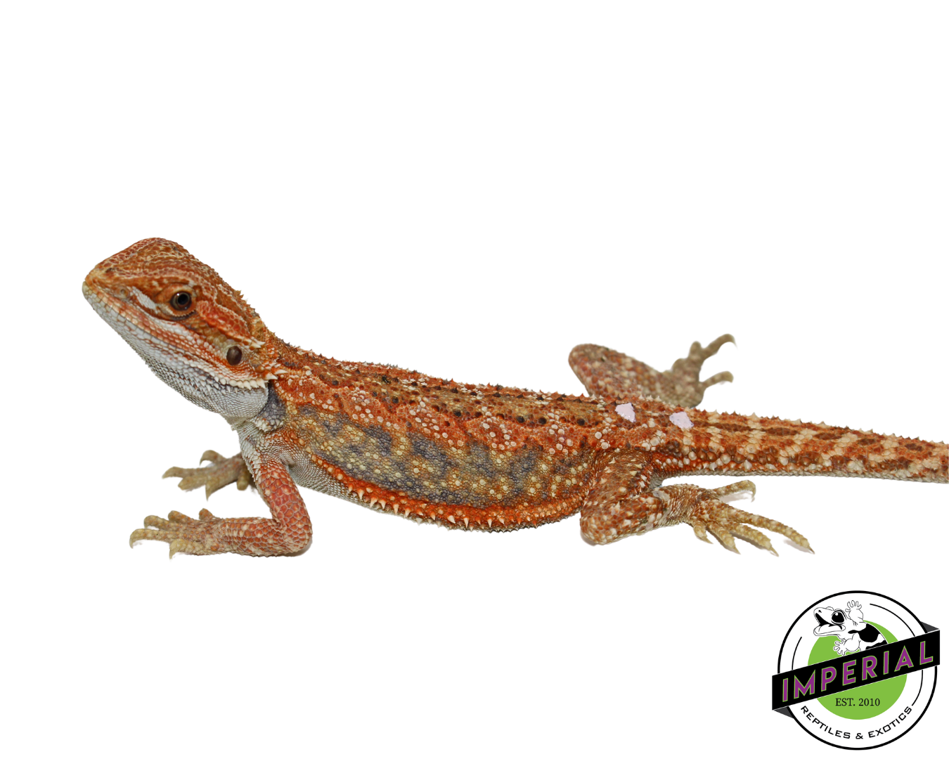 Orange Hypo Bearded Dragon for sale, Reptiles for sale, animals for sale, buy reptiles online, reptile supplies for sale