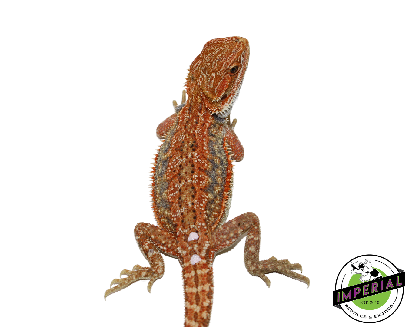 Orange Hypo Bearded Dragon for sale, Reptiles for sale, animals for sale, buy reptiles online, reptile supplies for sale