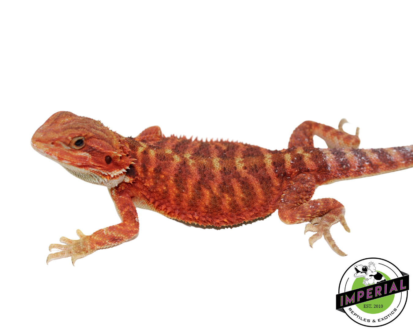 Extreme Red Translucent Bearded Dragon for sale, Reptiles for sale, animals for sale, buy reptiles online, reptile supplies for sale