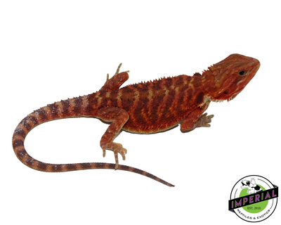 Extreme Red Translucent Bearded Dragon for sale, Reptiles for sale, animals for sale, buy reptiles online, reptile supplies for sale