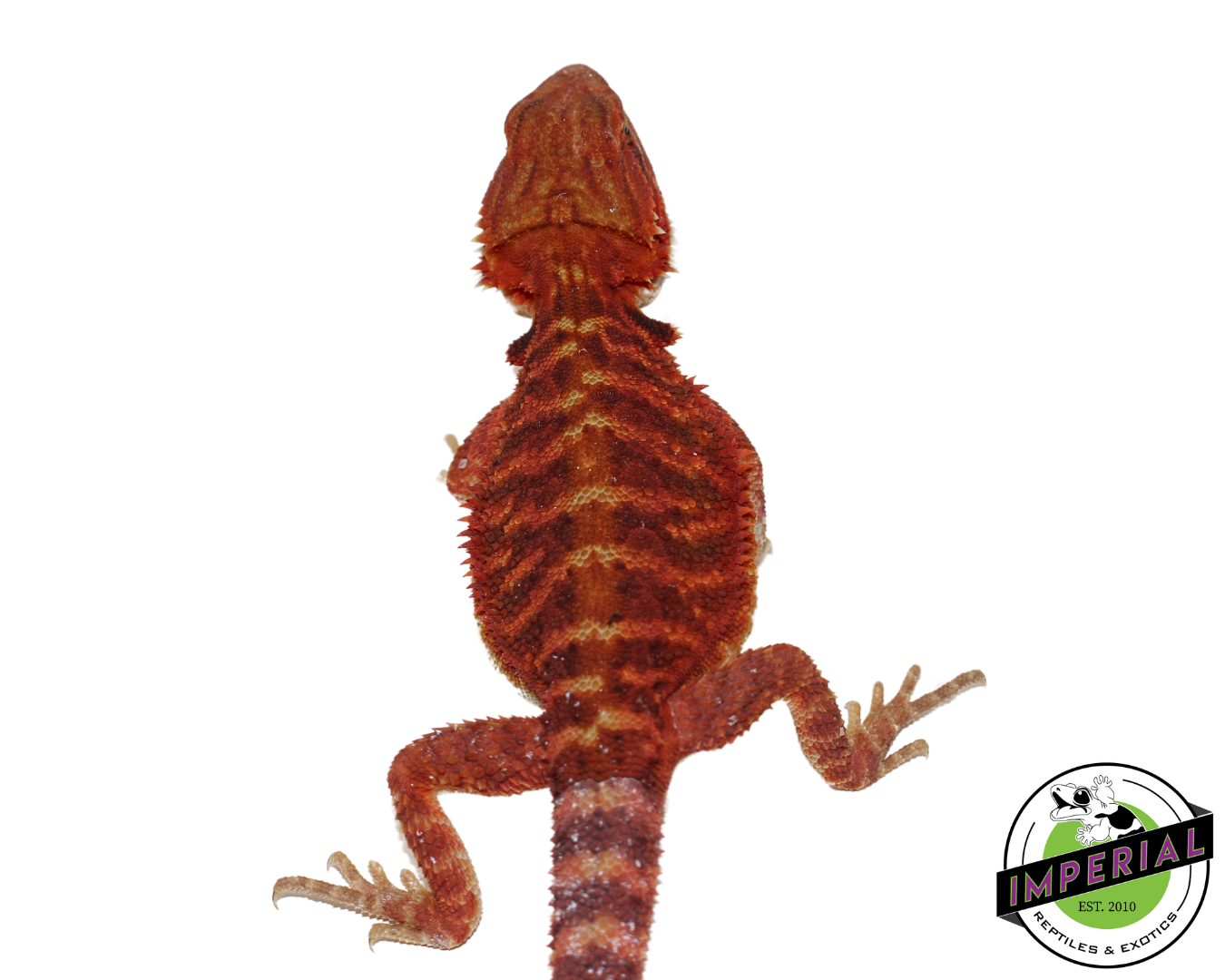 Extreme Red Translucent Bearded Dragon for sale, Reptiles for sale, animals for sale, buy reptiles online, reptile supplies for sale