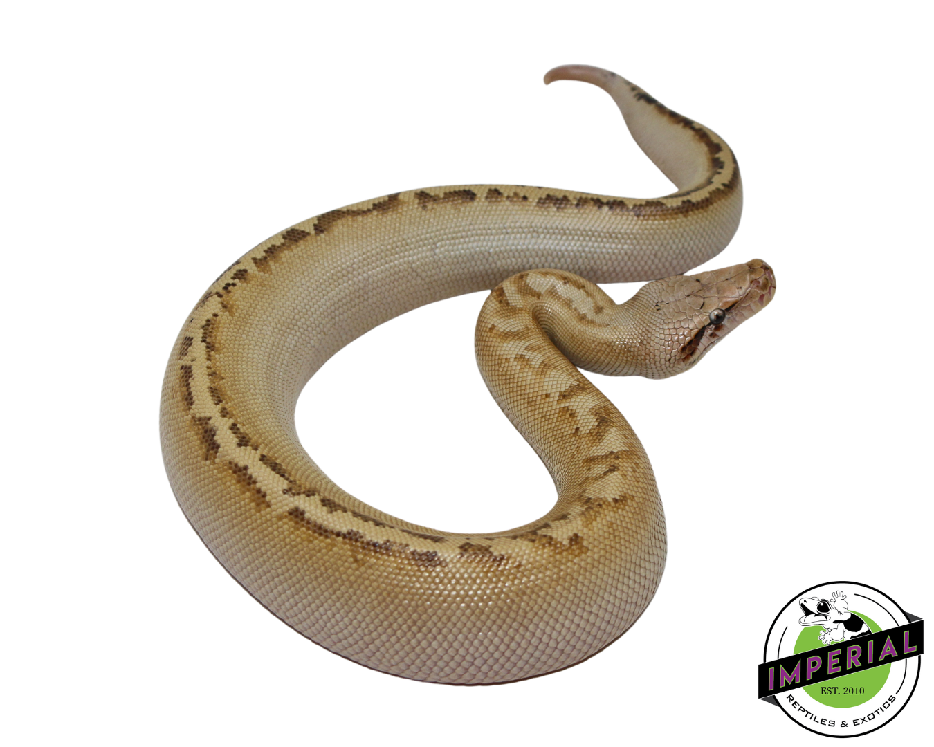 Ivory Blood Python for sale, reptiles for sale, animals for sale, buy reptiles online, reptile supplies for sale