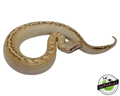 Ivory Blood Python for sale, reptiles for sale, animals for sale, buy reptiles online, reptile supplies for sale