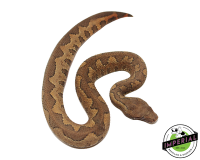 Kofiau Viper boa for sale, Reptiles for sale, animals for sale, buy reptiles online, reptile supplies for sale