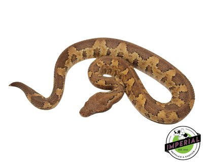 Kofiau Viper boa for sale, Reptiles for sale, animals for sale, buy reptiles online, reptile supplies for sale