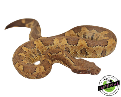 Kofiau Viper boa for sale, Reptiles for sale, animals for sale, buy reptiles online, reptile supplies for sale