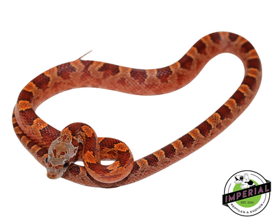 Blood Red Corn Snake for sale, Reptiles for sale, animals for sale, buy reptiles online, reptile supplies for sale