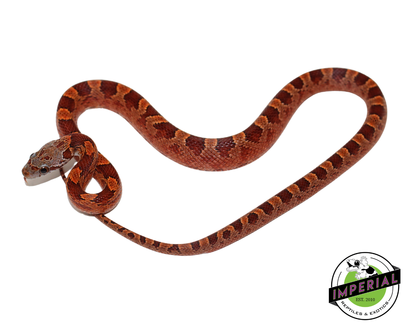 Blood Red Corn Snake for sale, Reptiles for sale, animals for sale, buy reptiles online, reptile supplies for sale