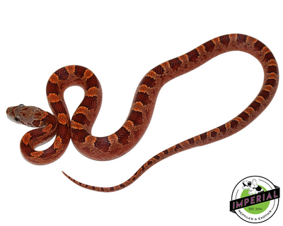 Blood Red Corn Snake for sale, Reptiles for sale, animals for sale, buy reptiles online, reptile supplies for sale