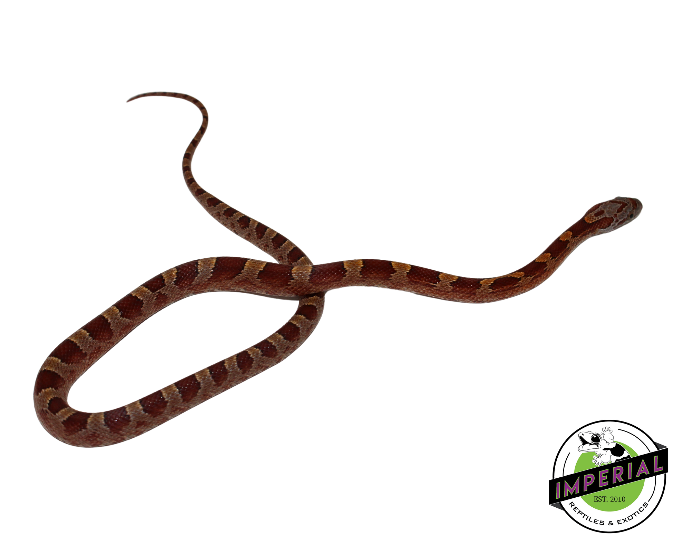 Blood Red Corn Snake for sale, Reptiles for sale, animals for sale, buy reptiles online, reptile supplies for sale