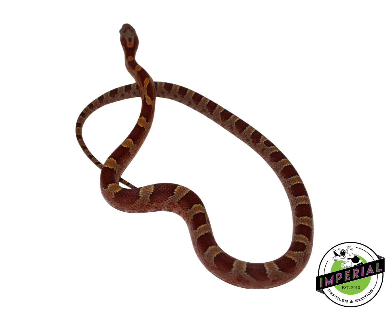 Blood Red Corn Snake for sale, Reptiles for sale, animals for sale, buy reptiles online, reptile supplies for sale