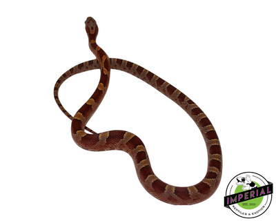 Blood Red Corn Snake for sale, Reptiles for sale, animals for sale, buy reptiles online, reptile supplies for sale