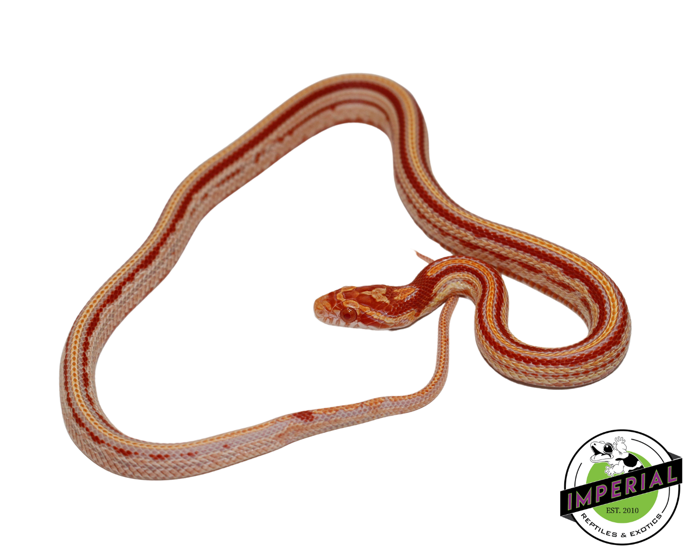 Reverse Okeetee Tessera Corn Snake for sale, Reptiles for sale, animals for sale, buy reptiles online, reptile supplies for sale