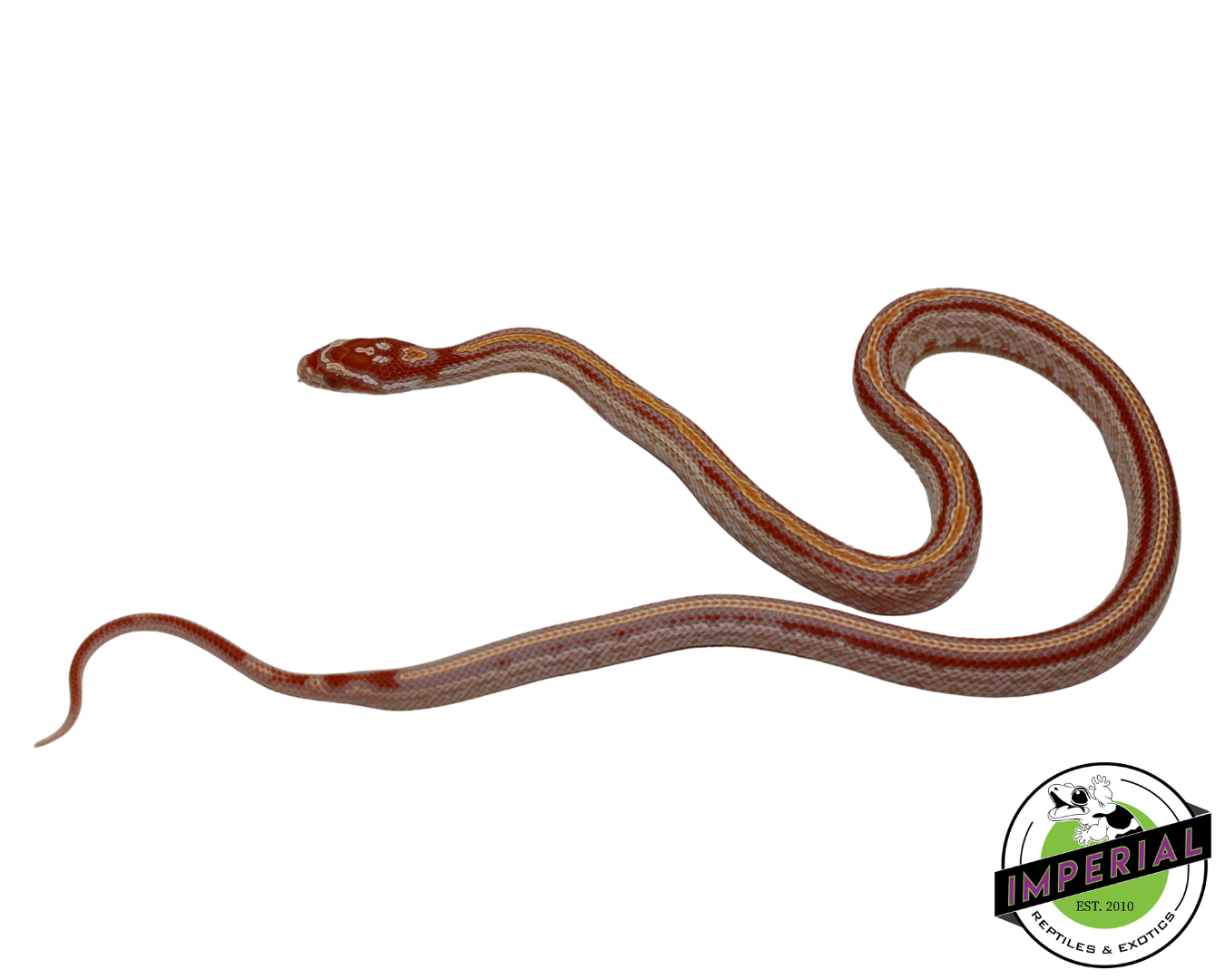 Reverse Okeetee Tessera Corn Snake for sale, Reptiles for sale, animals for sale, buy reptiles online, reptile supplies for sale