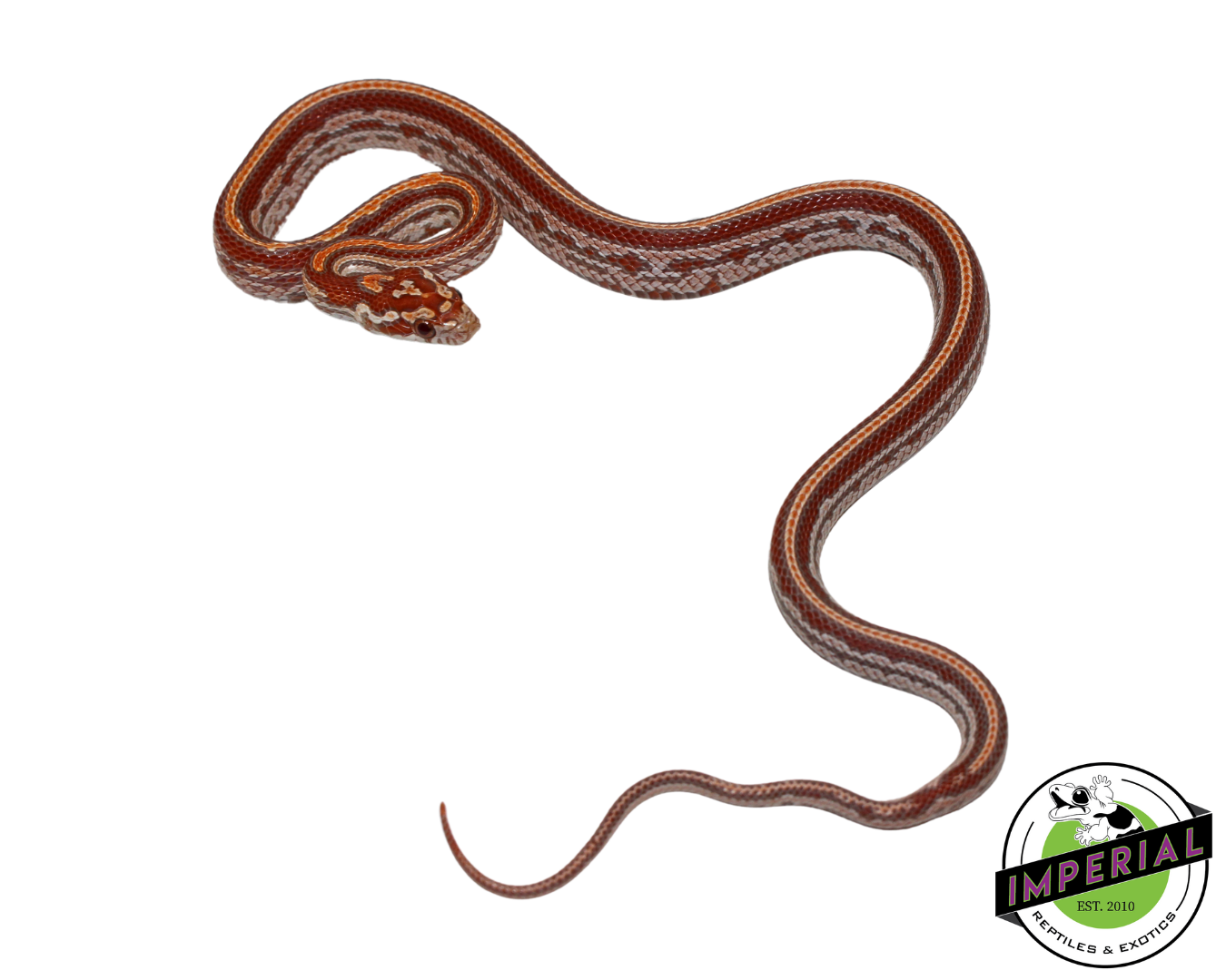 Ultramel Tessera Corn Snake for sale, Reptiles for sale, animals for sale, buy reptiles online, reptile supplies for sale