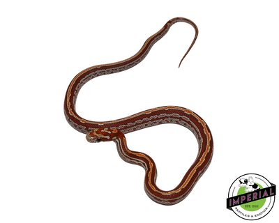 Ultramel Tessera Corn Snake for sale, Reptiles for sale, animals for sale, buy reptiles online, reptile supplies for sale