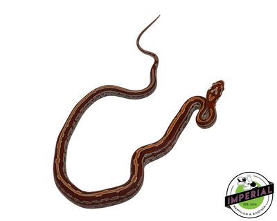 Ultramel Tessera Corn Snake for sale, Reptiles for sale, animals for sale, buy reptiles online, reptile supplies for sale