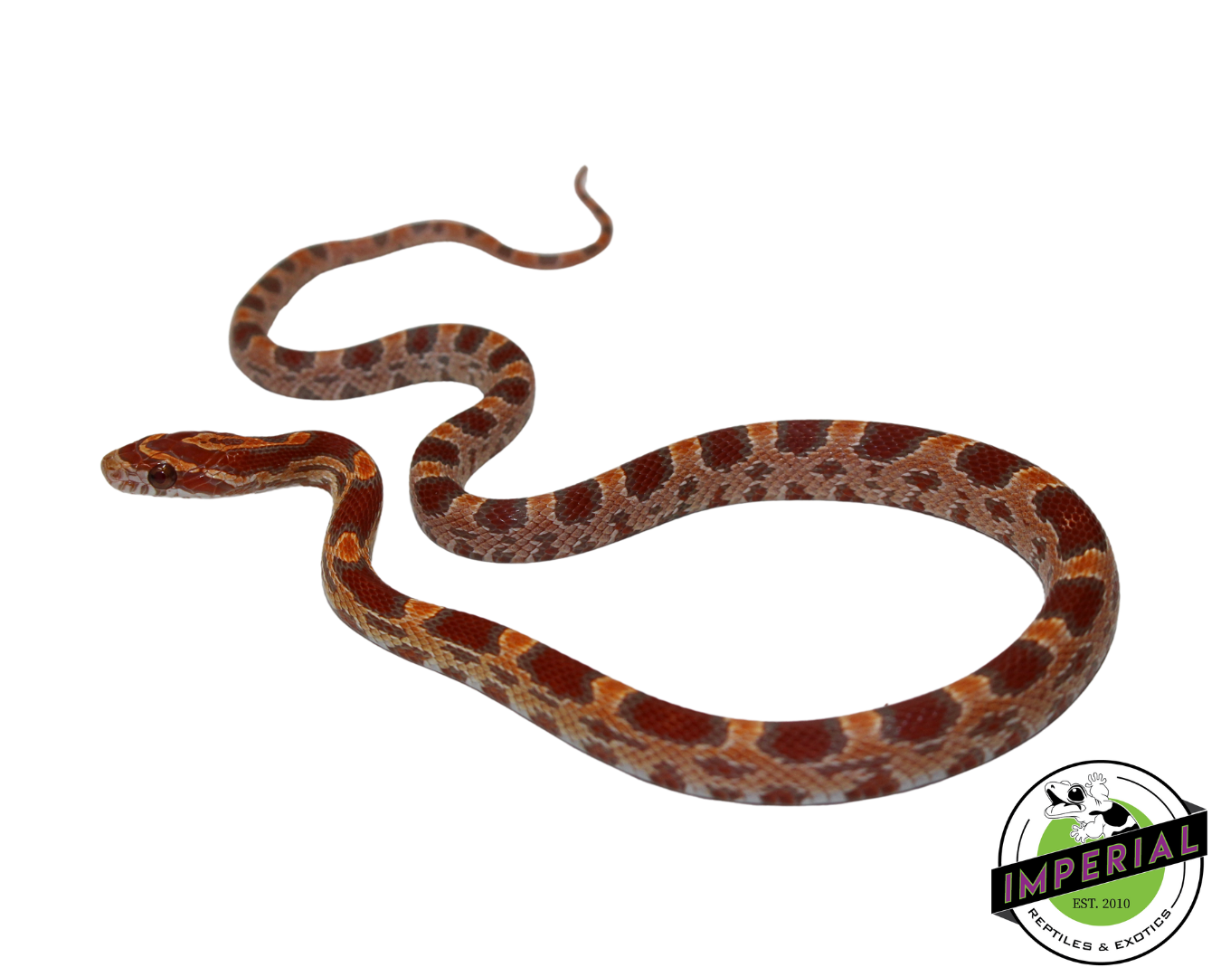 Ultramel Corn Snake for sale, Reptiles for sale, animals for sale, buy reptiles online, reptile supplies for sale