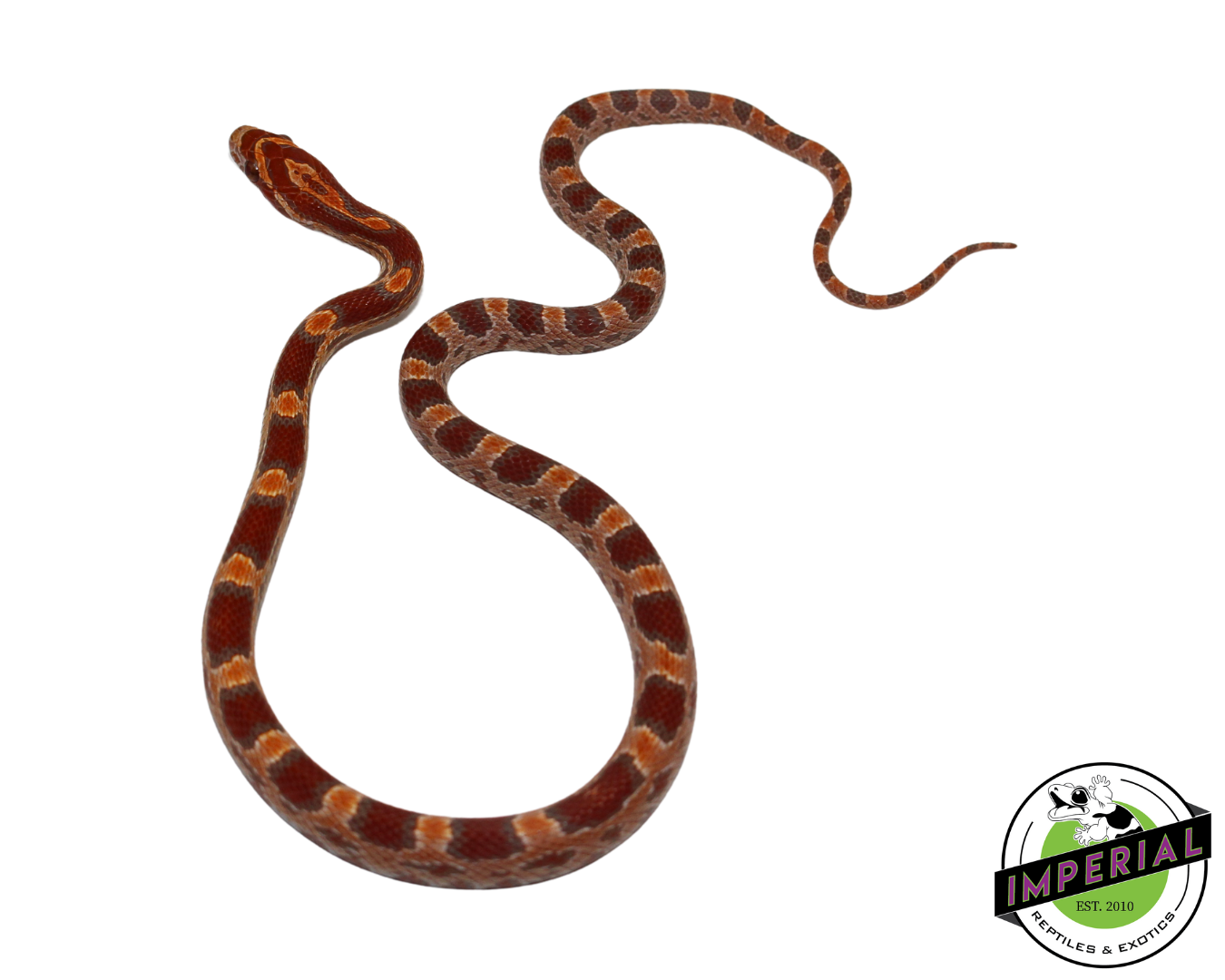 Ultramel Corn Snake for sale, Reptiles for sale, animals for sale, buy reptiles online, reptile supplies for sale