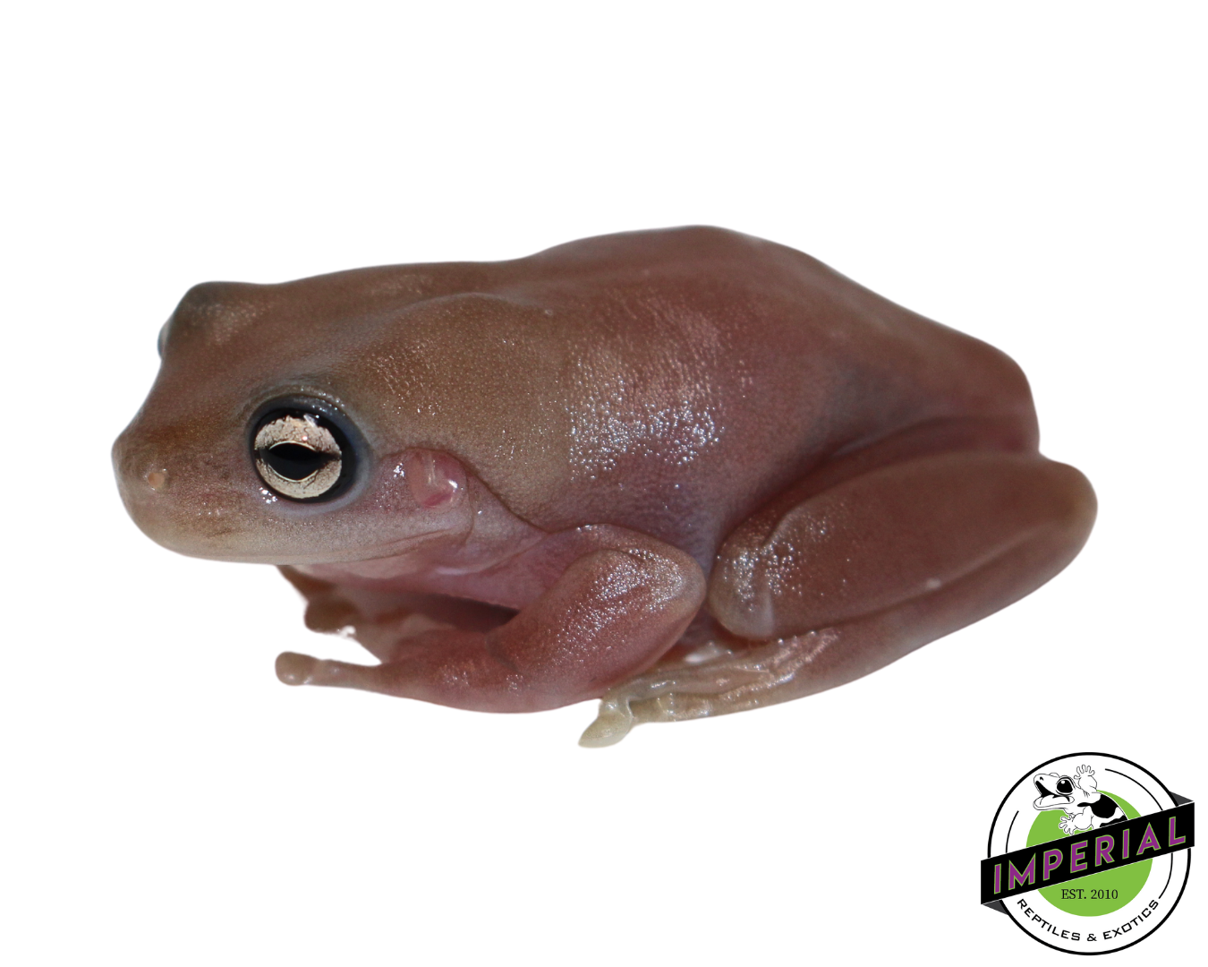 Melanistic Plum White's Tree Frog for sale, Reptiles for sale, animals for sale, buy reptiles online, reptile supplies for sale