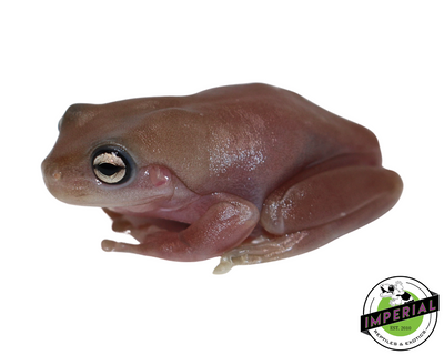 Melanistic Plum White's Tree Frog for sale, Reptiles for sale, animals for sale, buy reptiles online, reptile supplies for sale