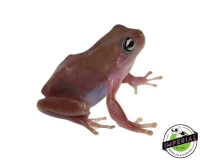 Melanistic Plum White's Tree Frog for sale, Reptiles for sale, animals for sale, buy reptiles online, reptile supplies for sale