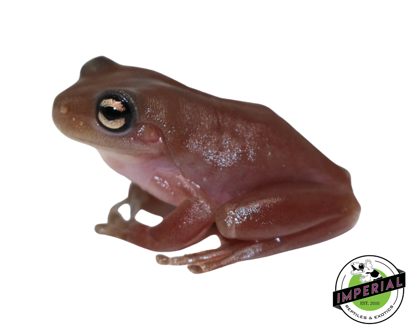 Melanistic Plum White's Tree Frog for sale, Reptiles for sale, animals for sale, buy reptiles online, reptile supplies for sale