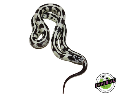 Hi White Jungle California Kingsnake for sale, Reptiles for sale, animals for sale, buy reptiles online, reptile supplies for sale